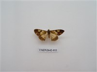 藏品(尺蛾170)的圖片